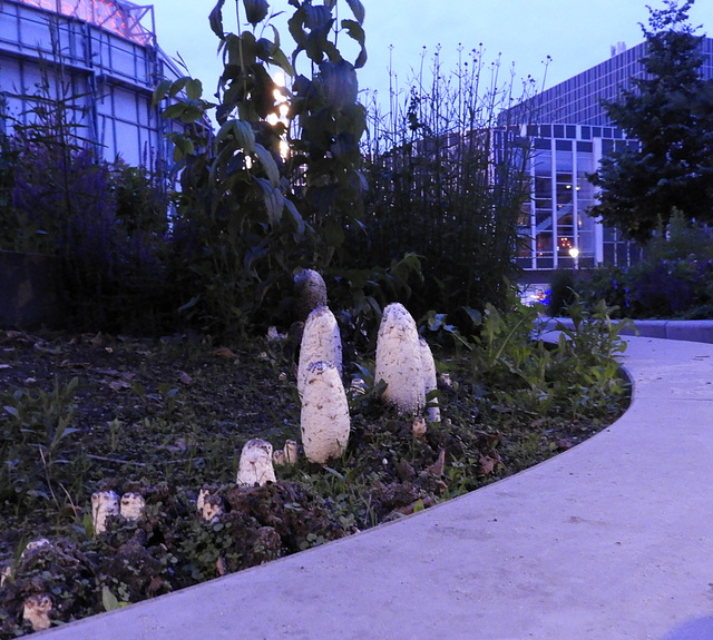 Coprinus Comatus,in the middle of the city