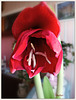 Mon Amaryllis commence à s'ouvrir , bon we mes ami(e)s❤️
