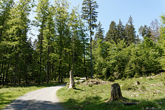 Wanderweg auf dem Sommerberg (© Buelipix)