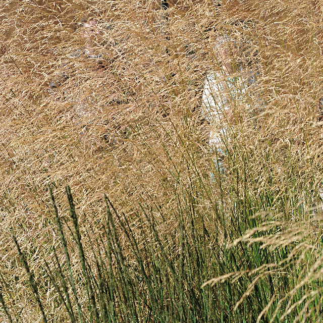 A Mist of Grasses