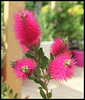 Callistemon viminalis 'Hot Pink' (1)