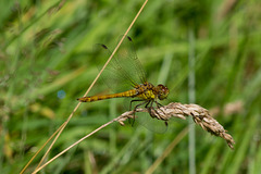 Common Darter Dragonfly