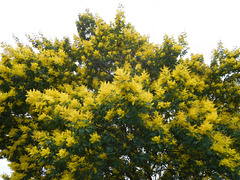 le mimosa  fleurit oui en Bretagne