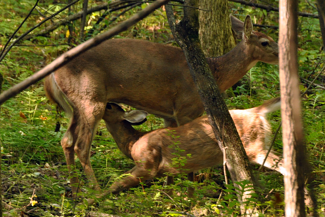 mother feeds her fawn st bruno DSC 3261