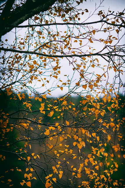 Forêt de Fontainebleau