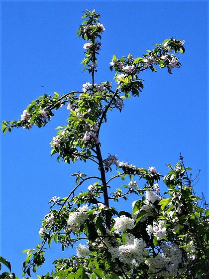 The apple tree has grown its top branch into a cross