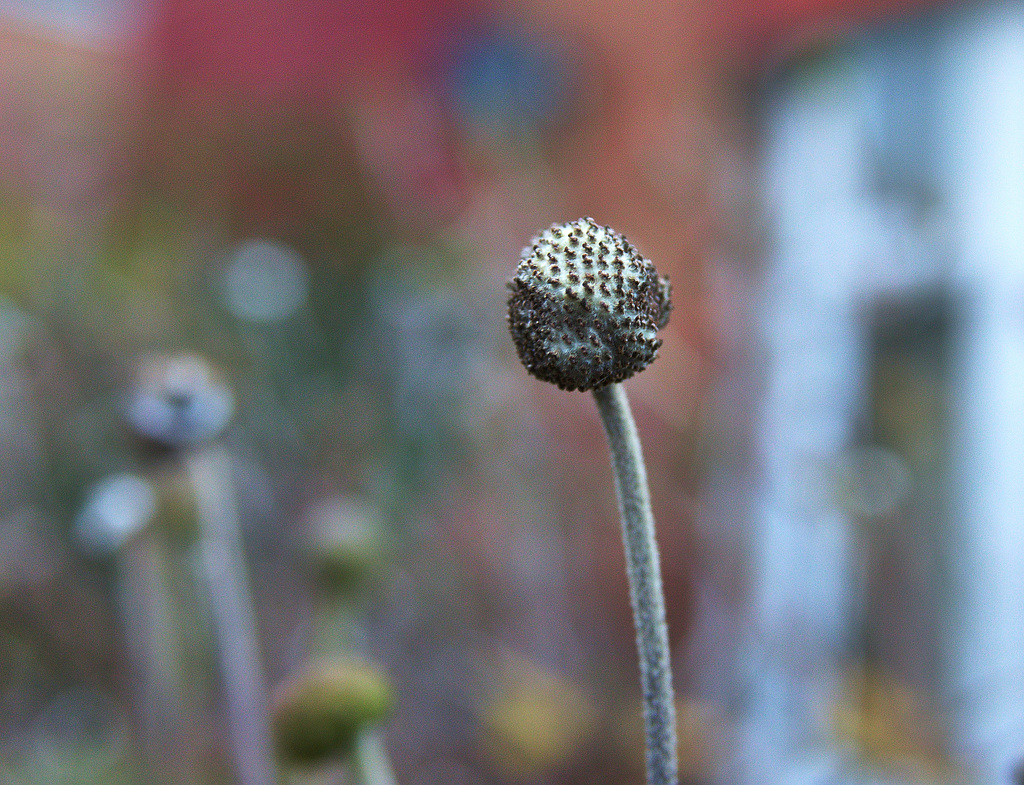 Japanese Anemone