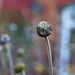 Japanese Anemone