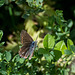 Small brown butterfly v 2