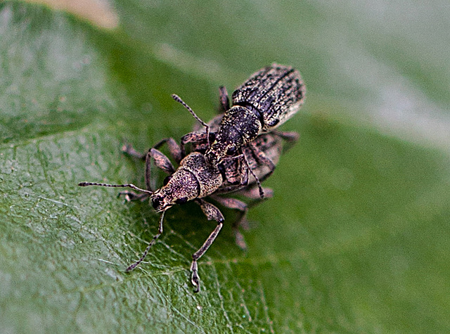 20110519 2936RMw [D~MI] Dickmaulrüssler, Großes Torfmoor, Hille