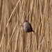 Cetti's warbler