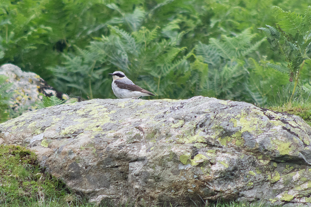 Male Wheatear