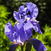 20230531 0409CPw [D~LIP] Deutsche Schwertlilie (Iris germanica agg), UWZ, Bad Salzuflen