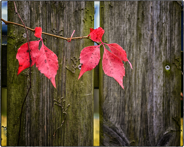 hFF, wünsche euch einen herbstlichen Start ins Wochenende