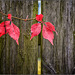 hFF, wünsche euch einen herbstlichen Start ins Wochenende