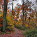 Weg am Hang im Volkswald (Essen-Fischlaken) / 16.11.2024 Weg am Hang im Volkswald (Essen-Fischlaken) / 16.11.2024