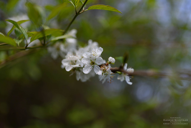 Apfelblüte