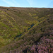 Torside Clough, South Pennines