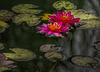 Lily pad in the rain