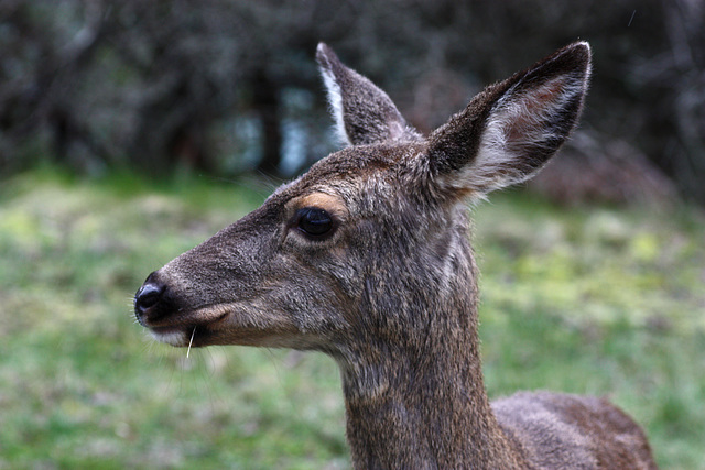 Columbia Blacktail Deer