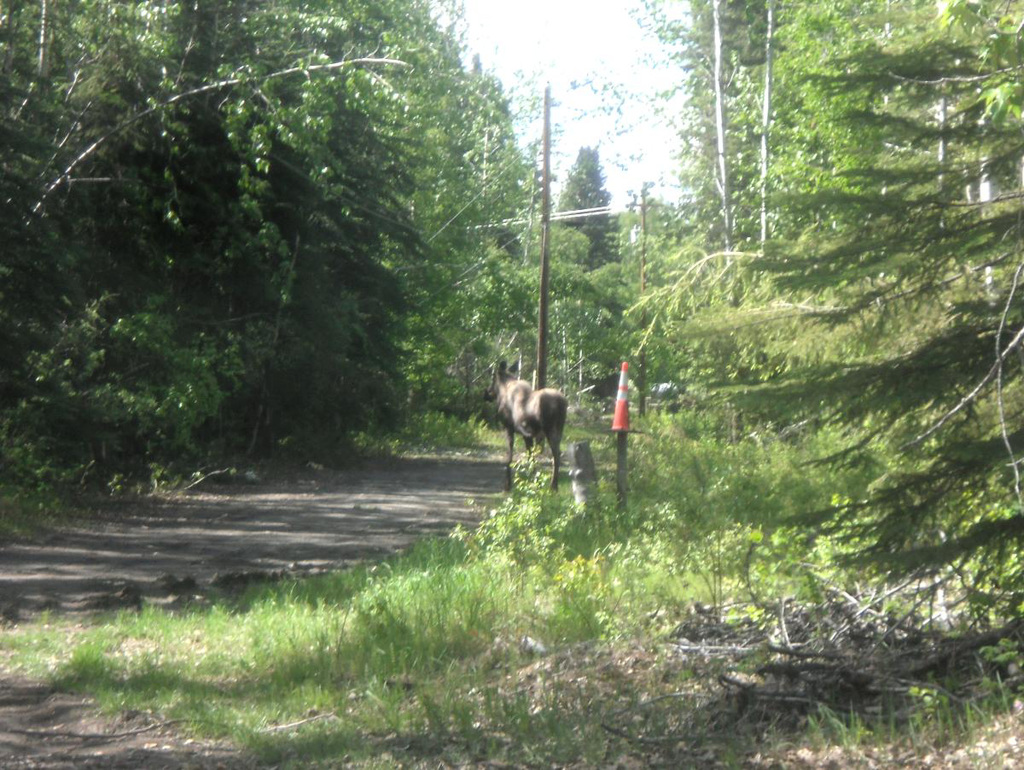 passing moose