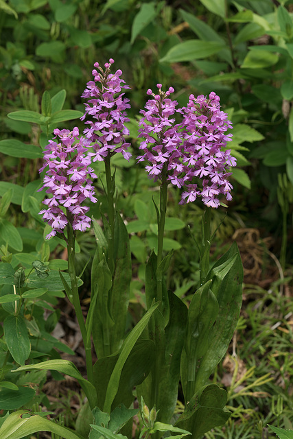 Platanthera psycodes (Small Purple Fringed orchid)