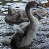 Mute Swan Cygnet