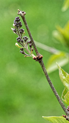 The Lilac Construction Project