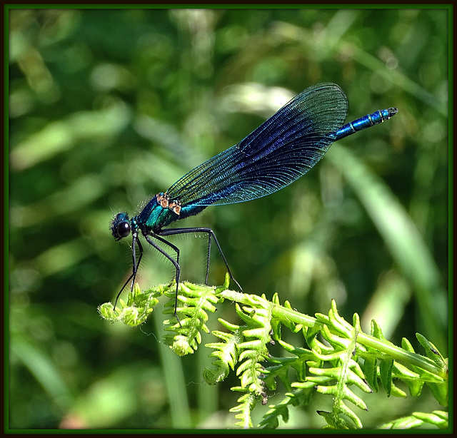 Banded Demoiselle (Calopteryx splendens), male