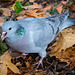 A stock dove, I had 25 of these wandering around my feet, I was feeding them peanuts