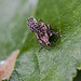 20110519 2937RMw [D~MI] Dickmaulrüssler, Großes Torfmoor, Hille