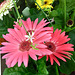 Gerbera Daisies