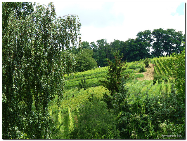 Vigneti -vineyards