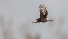 A jay in flight over a reed bed