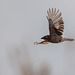 A jay in flight over a reed bed