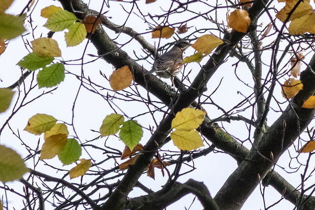 Redwing in the park