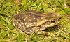 EF7A6034 Cane Toad