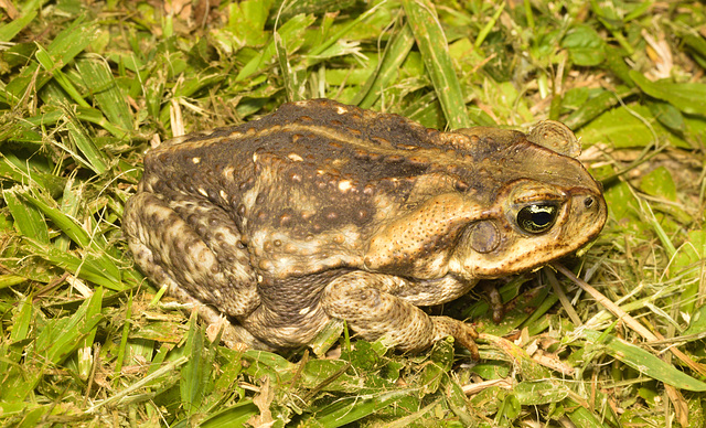 EF7A6034 Cane Toad