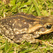 EF7A6034 Cane Toad