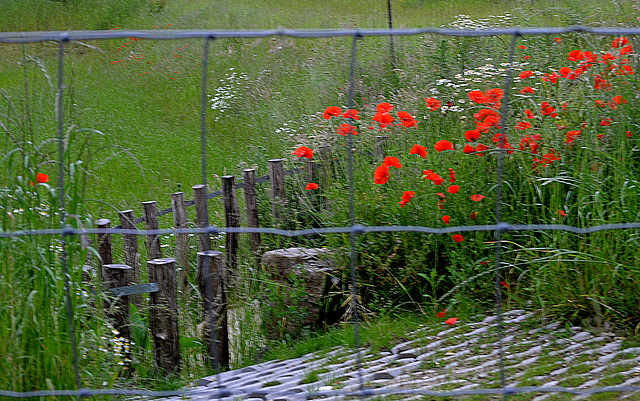 Behind a fence