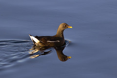 Female Moorhen