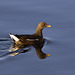 Female Moorhen