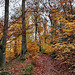 Weg im Volkswald (Essen-Fischlaken) / 16.11.2024 Weg im Volkswald (Essen-Fischlaken) / 16.11.2024