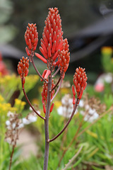 In a Nairobi garden