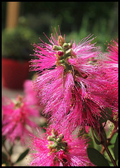 Callistemon viminalis 'Hot Pink'