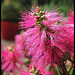 Callistemon viminalis 'Hot Pink'