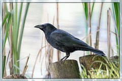 Vogel am See