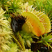 073 Dionaea muscipula