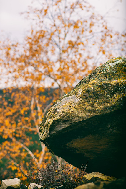 Forêt de Fontainebleau