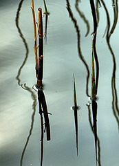 Reeds and Grasses